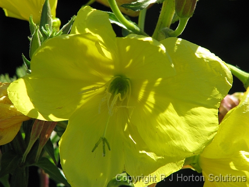 Evening Primrose_1